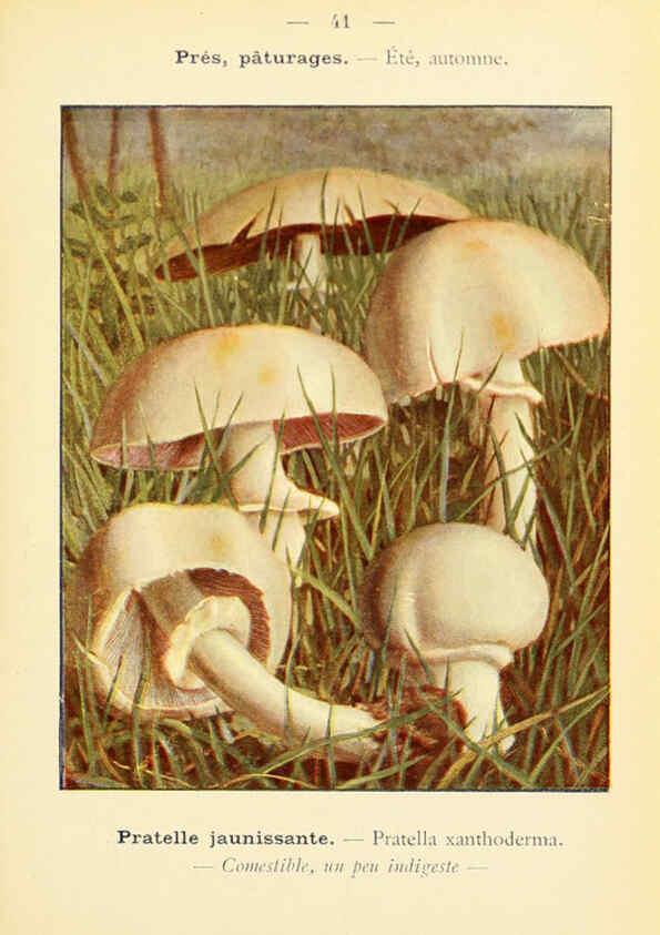 Reproducción/Reproduction 6459642223: Nouvel atlas de poche des champignons comestibles et vénéneux. v.1. Paris,Léon Lhome,1911-1912
