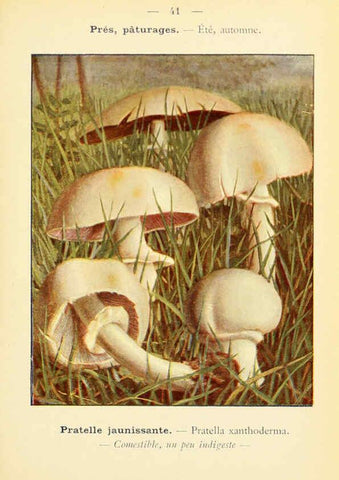 Reproducción/Reproduction 6459642223: Nouvel atlas de poche des champignons comestibles et vénéneux. v.1. Paris,Léon Lhome,1911-1912