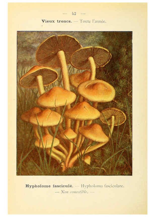 Reproducción/Reproduction 6459642637: Nouvel atlas de poche des champignons comestibles et vénéneux. v.1. Paris,Léon Lhome,1911-1912