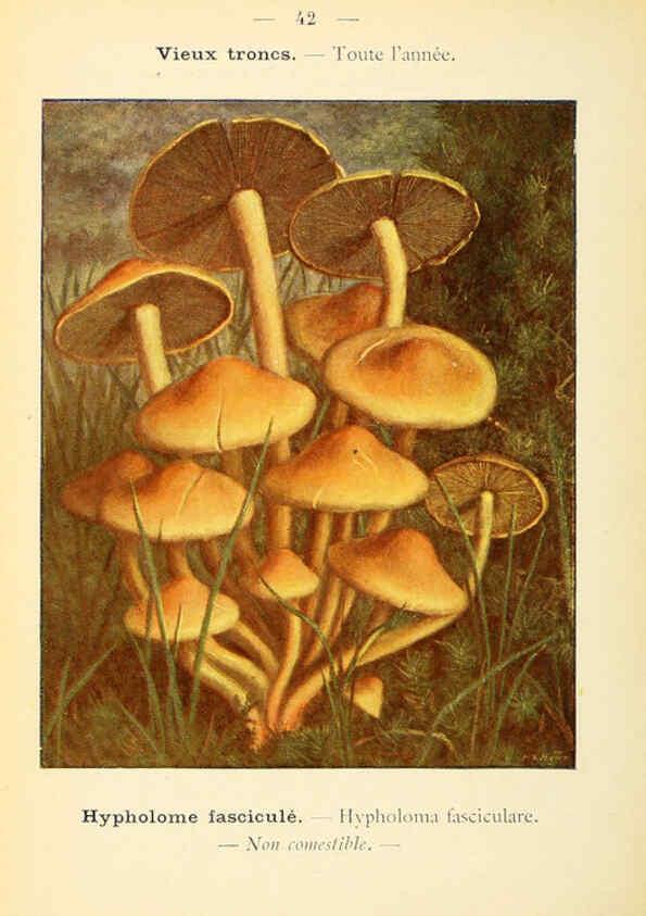Reproducción/Reproduction 6459642637: Nouvel atlas de poche des champignons comestibles et vénéneux. v.1. Paris,Léon Lhome,1911-1912