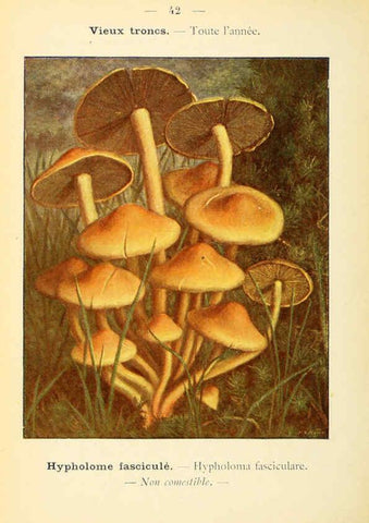 Reproducción/Reproduction 6459642637: Nouvel atlas de poche des champignons comestibles et vénéneux. v.1. Paris,Léon Lhome,1911-1912