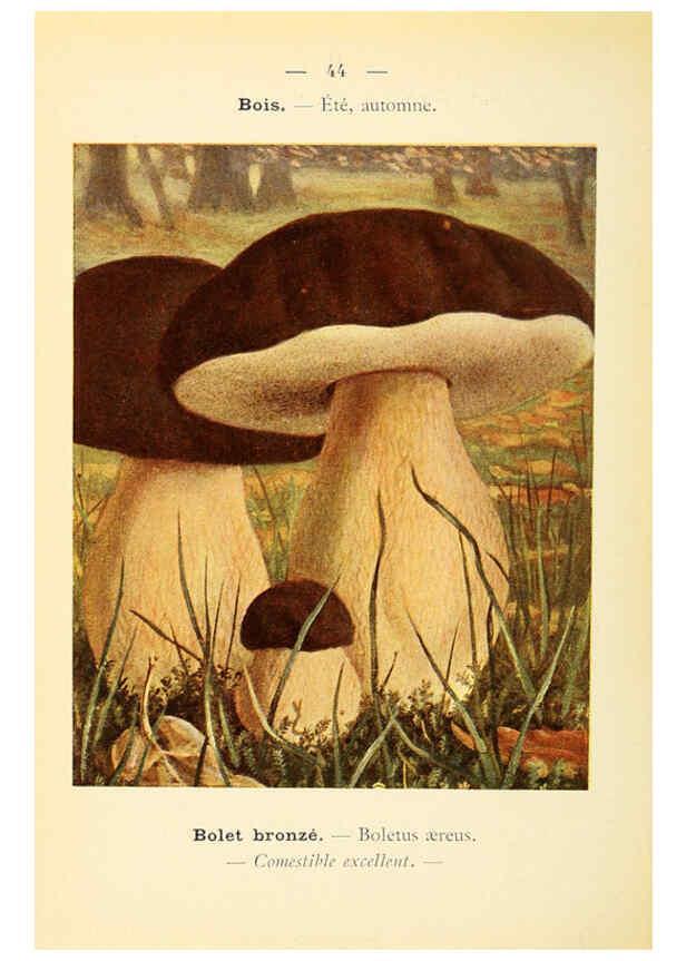 Reproducción/Reproduction 6459643431: Nouvel atlas de poche des champignons comestibles et vénéneux. v.1. Paris,Léon Lhome,1911-1912