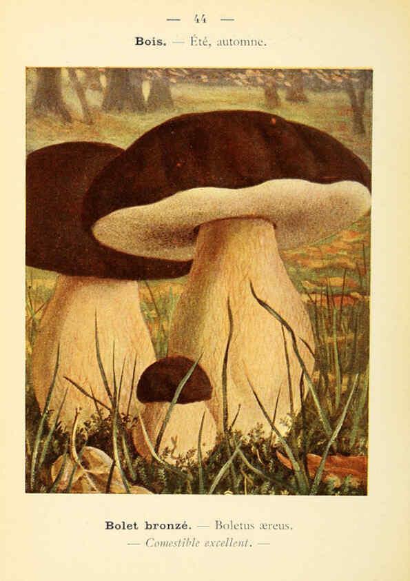 Reproducción/Reproduction 6459643431: Nouvel atlas de poche des champignons comestibles et vénéneux. v.1. Paris,Léon Lhome,1911-1912