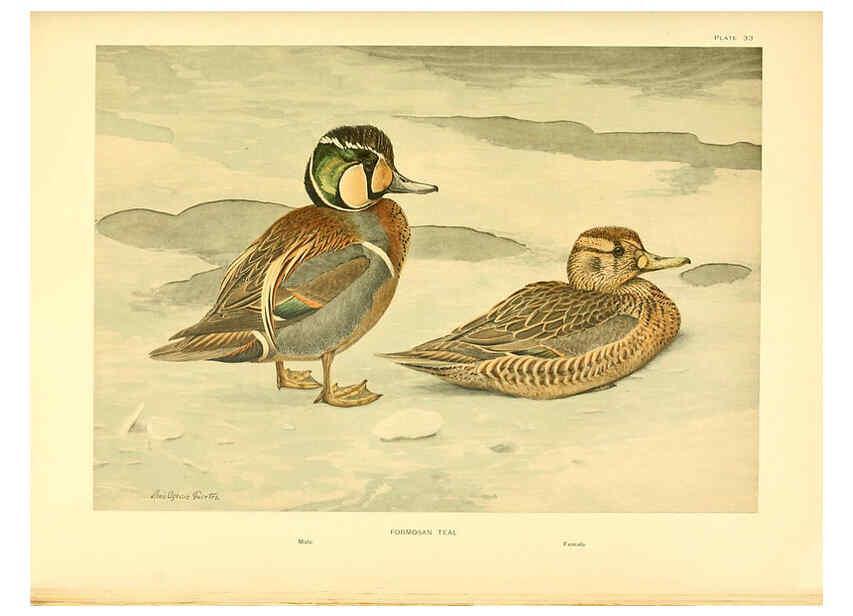 Reproducción/Reproduction 6459924977: A natural history of the ducks. v.2. Boston ;Houghton Mifflin Company ;1922-1926