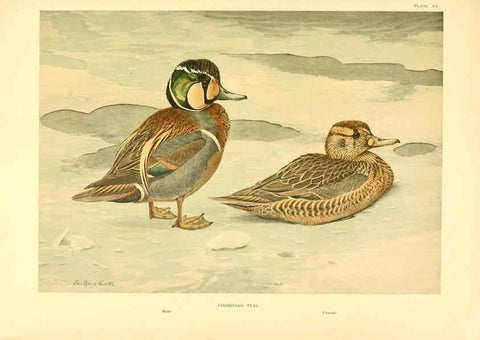 Reproducción/Reproduction 6459924977: A natural history of the ducks. v.2. Boston ;Houghton Mifflin Company ;1922-1926