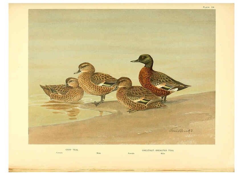 Reproducción/Reproduction 6459925535: A natural history of the ducks. v.2. Boston ;Houghton Mifflin Company ;1922-1926