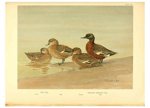 Reproducción/Reproduction 6459925535: A natural history of the ducks. v.2. Boston ;Houghton Mifflin Company ;1922-1926