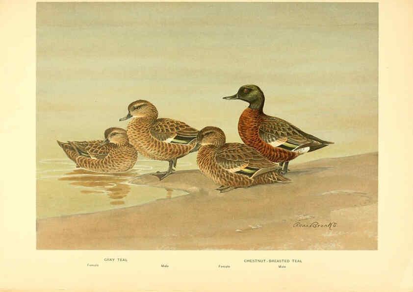 Reproducción/Reproduction 6459925535: A natural history of the ducks. v.2. Boston ;Houghton Mifflin Company ;1922-1926