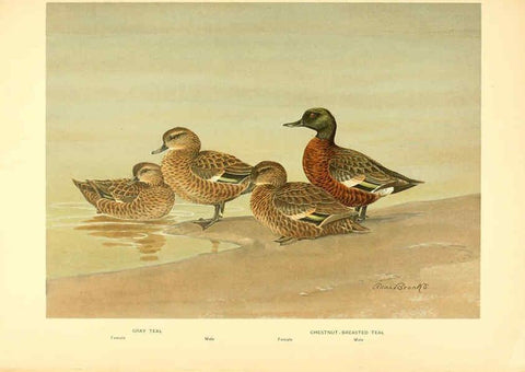 Reproducción/Reproduction 6459925535: A natural history of the ducks. v.2. Boston ;Houghton Mifflin Company ;1922-1926