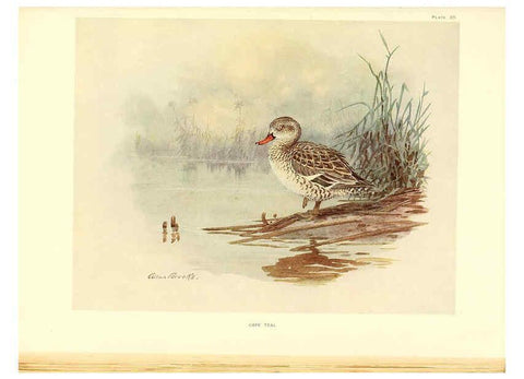 Reproducción/Reproduction 6459926045: A natural history of the ducks. v.2. Boston ;Houghton Mifflin Company ;1922-1926