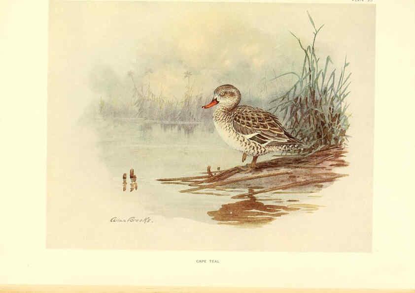 Reproducción/Reproduction 6459926045: A natural history of the ducks. v.2. Boston ;Houghton Mifflin Company ;1922-1926