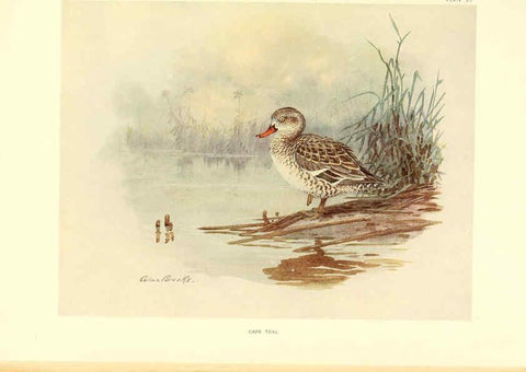 Reproducción/Reproduction 6459926045: A natural history of the ducks. v.2. Boston ;Houghton Mifflin Company ;1922-1926