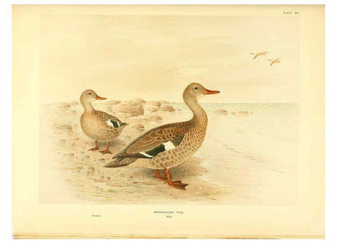 Reproducción/Reproduction 6459926621: A natural history of the ducks. v.2. Boston ;Houghton Mifflin Company ;1922-1926