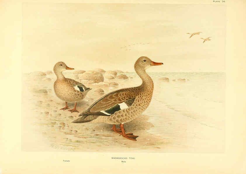 Reproducción/Reproduction 6459926621: A natural history of the ducks. v.2. Boston ;Houghton Mifflin Company ;1922-1926