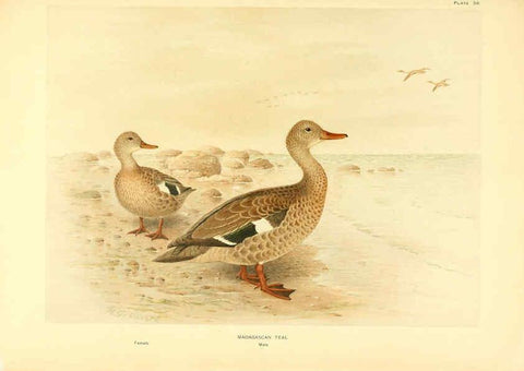 Reproducción/Reproduction 6459926621: A natural history of the ducks. v.2. Boston ;Houghton Mifflin Company ;1922-1926