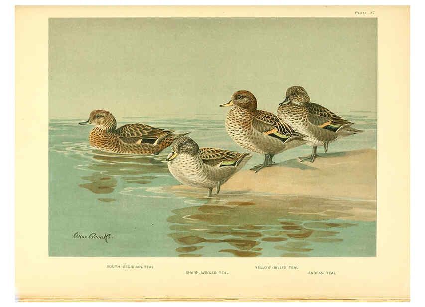 Reproducción/Reproduction 6459927025: A natural history of the ducks. v.2. Boston ;Houghton Mifflin Company ;1922-1926