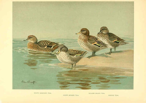 Reproducción/Reproduction 6459927025: A natural history of the ducks. v.2. Boston ;Houghton Mifflin Company ;1922-1926
