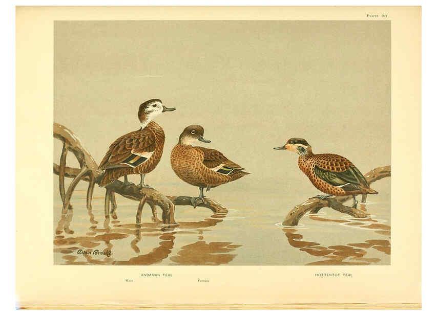 Reproducción/Reproduction 6459927619: A natural history of the ducks. v.2. Boston ;Houghton Mifflin Company ;1922-1926