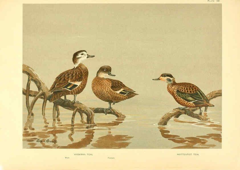 Reproducción/Reproduction 6459927619: A natural history of the ducks. v.2. Boston ;Houghton Mifflin Company ;1922-1926