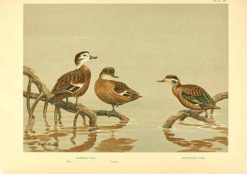Reproducción/Reproduction 6459927619: A natural history of the ducks. v.2. Boston ;Houghton Mifflin Company ;1922-1926