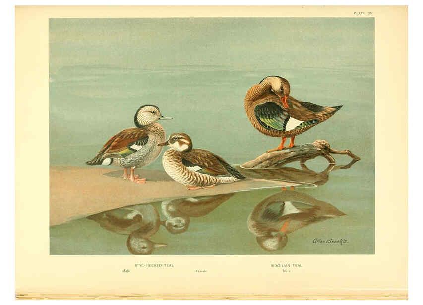 Reproducción/Reproduction 6459928015: A natural history of the ducks. v.2. Boston ;Houghton Mifflin Company ;1922-1926