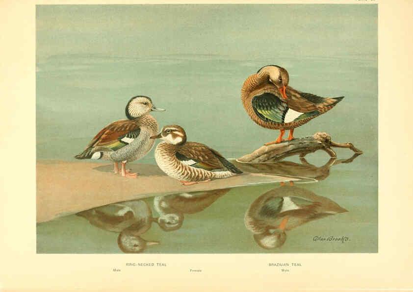Reproducción/Reproduction 6459928015: A natural history of the ducks. v.2. Boston ;Houghton Mifflin Company ;1922-1926