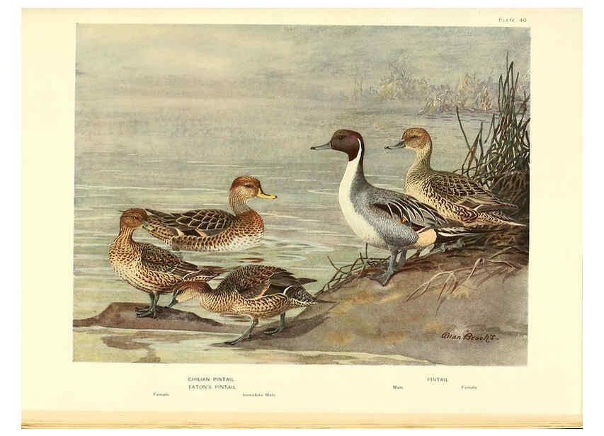 Reproducción/Reproduction 6459928411: A natural history of the ducks. v.2. Boston ;Houghton Mifflin Company ;1922-1926