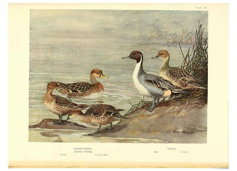 Reproducción/Reproduction 6459928411: A natural history of the ducks. v.2. Boston ;Houghton Mifflin Company ;1922-1926