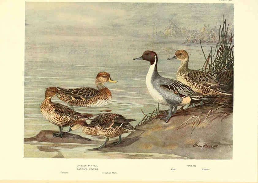 Reproducción/Reproduction 6459928411: A natural history of the ducks. v.2. Boston ;Houghton Mifflin Company ;1922-1926