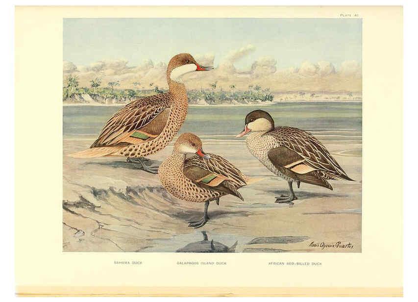 Reproducción/Reproduction 6459928763: A natural history of the ducks. v.2. Boston ;Houghton Mifflin Company ;1922-1926