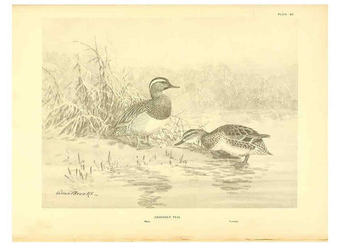 Reproducción/Reproduction 6459929145: A natural history of the ducks. v.2. Boston ;Houghton Mifflin Company ;1922-1926