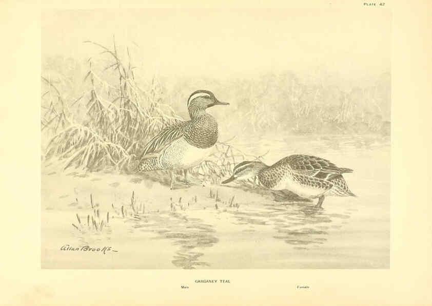 Reproducción/Reproduction 6459929145: A natural history of the ducks. v.2. Boston ;Houghton Mifflin Company ;1922-1926