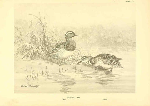 Reproducción/Reproduction 6459929145: A natural history of the ducks. v.2. Boston ;Houghton Mifflin Company ;1922-1926