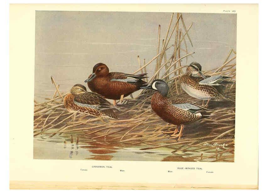 Reproducción/Reproduction 6459929553: A natural history of the ducks. v.2. Boston ;Houghton Mifflin Company ;1922-1926