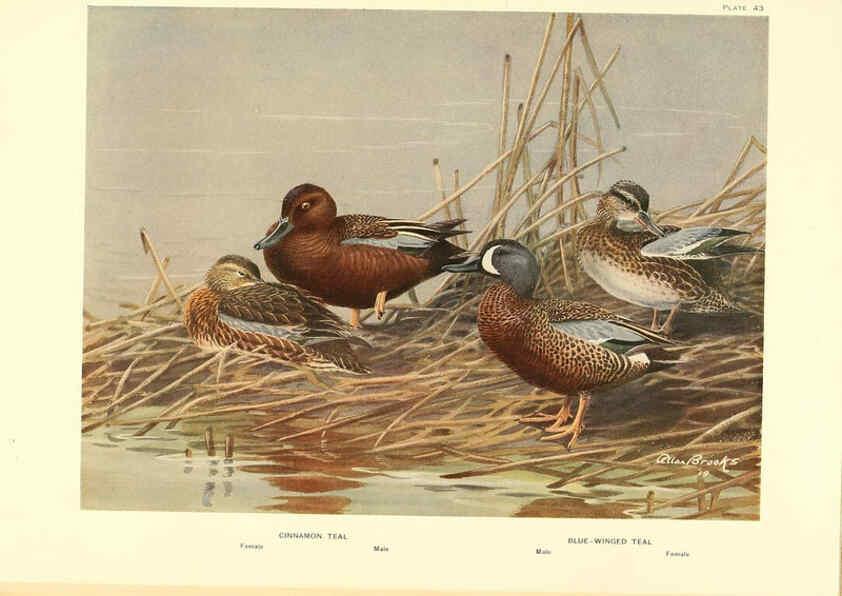 Reproducción/Reproduction 6459929553: A natural history of the ducks. v.2. Boston ;Houghton Mifflin Company ;1922-1926