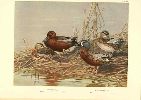 Reproducción/Reproduction 6459929553: A natural history of the ducks. v.2. Boston ;Houghton Mifflin Company ;1922-1926