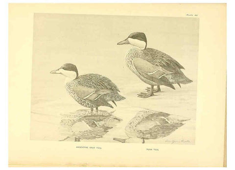 Reproducción/Reproduction 6459930171: A natural history of the ducks. v.2. Boston ;Houghton Mifflin Company ;1922-1926