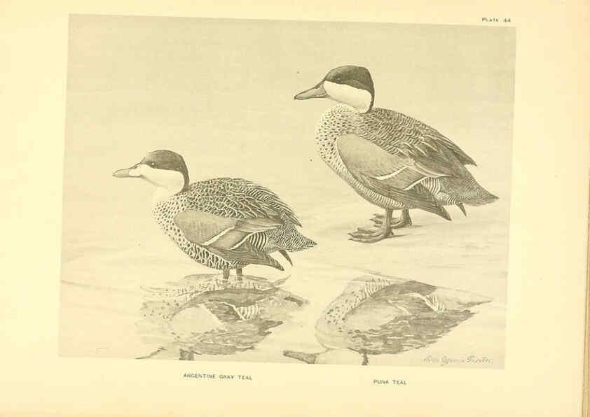 Reproducción/Reproduction 6459930171: A natural history of the ducks. v.2. Boston ;Houghton Mifflin Company ;1922-1926