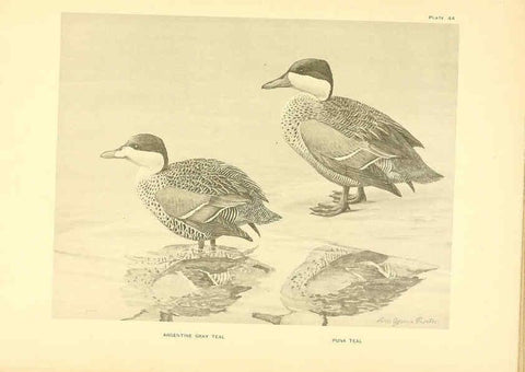 Reproducción/Reproduction 6459930171: A natural history of the ducks. v.2. Boston ;Houghton Mifflin Company ;1922-1926