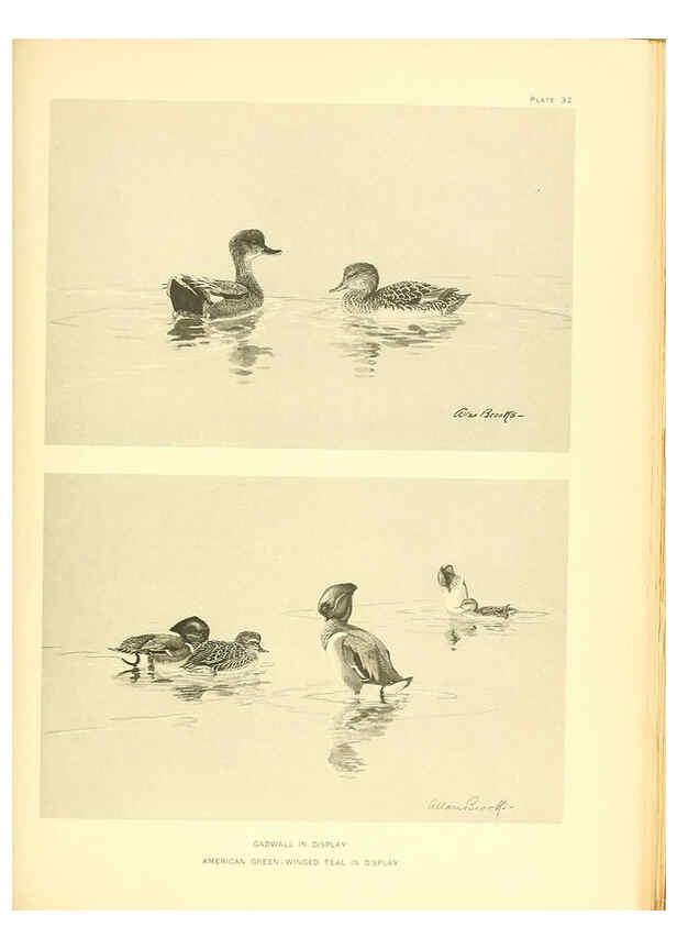Reproducción/Reproduction 6459924409: A natural history of the ducks. v.2. Boston ;Houghton Mifflin Company ;1922-1926
