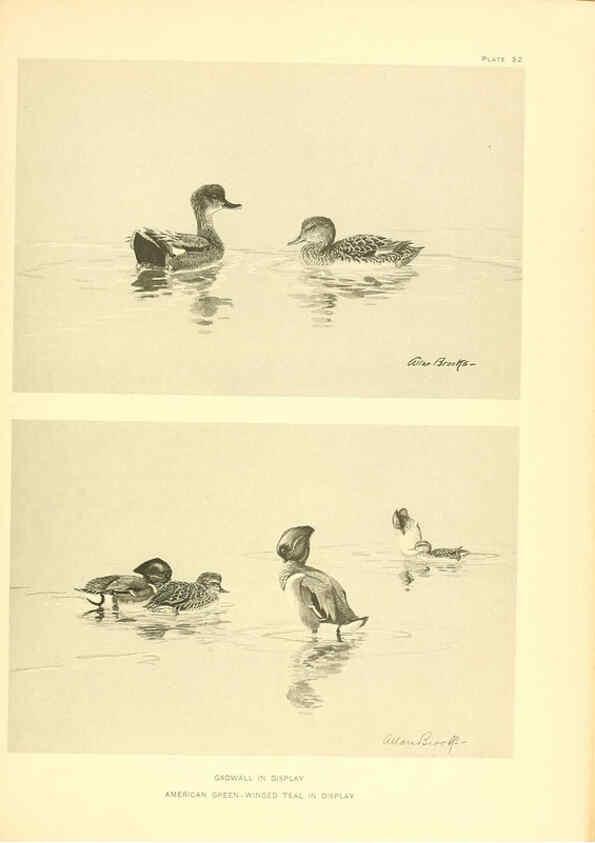Reproducción/Reproduction 6459924409: A natural history of the ducks. v.2. Boston ;Houghton Mifflin Company ;1922-1926