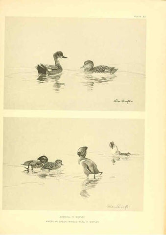 Reproducción/Reproduction 6459924409: A natural history of the ducks. v.2. Boston ;Houghton Mifflin Company ;1922-1926