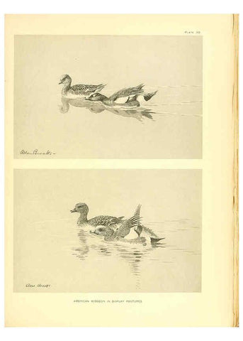 Reproducción/Reproduction 6459923283: A natural history of the ducks. v.2. Boston ;Houghton Mifflin Company ;1922-1926