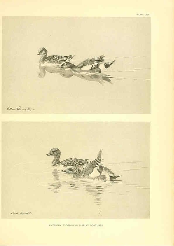 Reproducción/Reproduction 6459923283: A natural history of the ducks. v.2. Boston ;Houghton Mifflin Company ;1922-1926