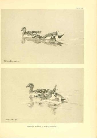 Reproducción/Reproduction 6459923283: A natural history of the ducks. v.2. Boston ;Houghton Mifflin Company ;1922-1926