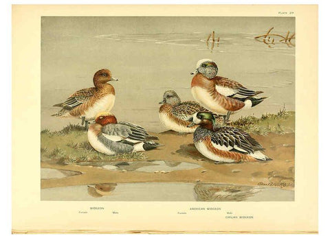 Reproducción/Reproduction 6459922729: A natural history of the ducks. v.2. Boston ;Houghton Mifflin Company ;1922-1926