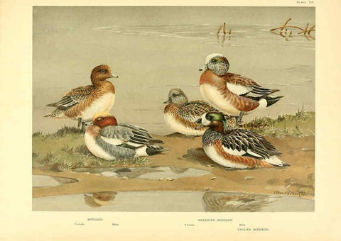 Reproducción/Reproduction 6459922729: A natural history of the ducks. v.2. Boston ;Houghton Mifflin Company ;1922-1926