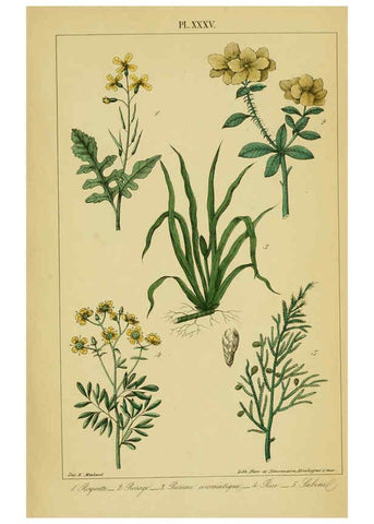 Reproducción/Reproduction 6459827335: Traité pratique et raisonné des plantes médicinales indigènes. 1868. Paris,P. Asselin,1868