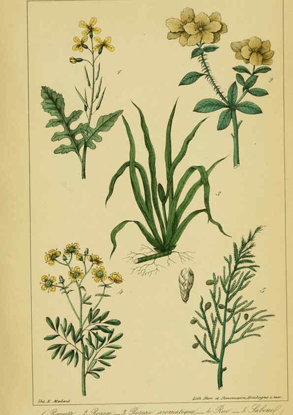 Reproducción/Reproduction 6459827335: Traité pratique et raisonné des plantes médicinales indigènes. 1868. Paris,P. Asselin,1868