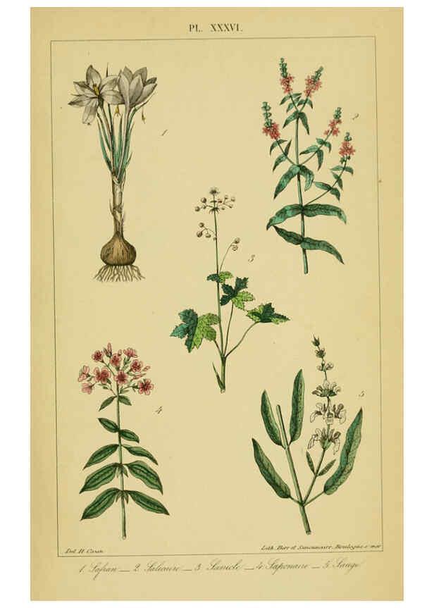 Reproducción/Reproduction 6459827741: Traité pratique et raisonné des plantes médicinales indigènes. 1868. Paris,P. Asselin,1868